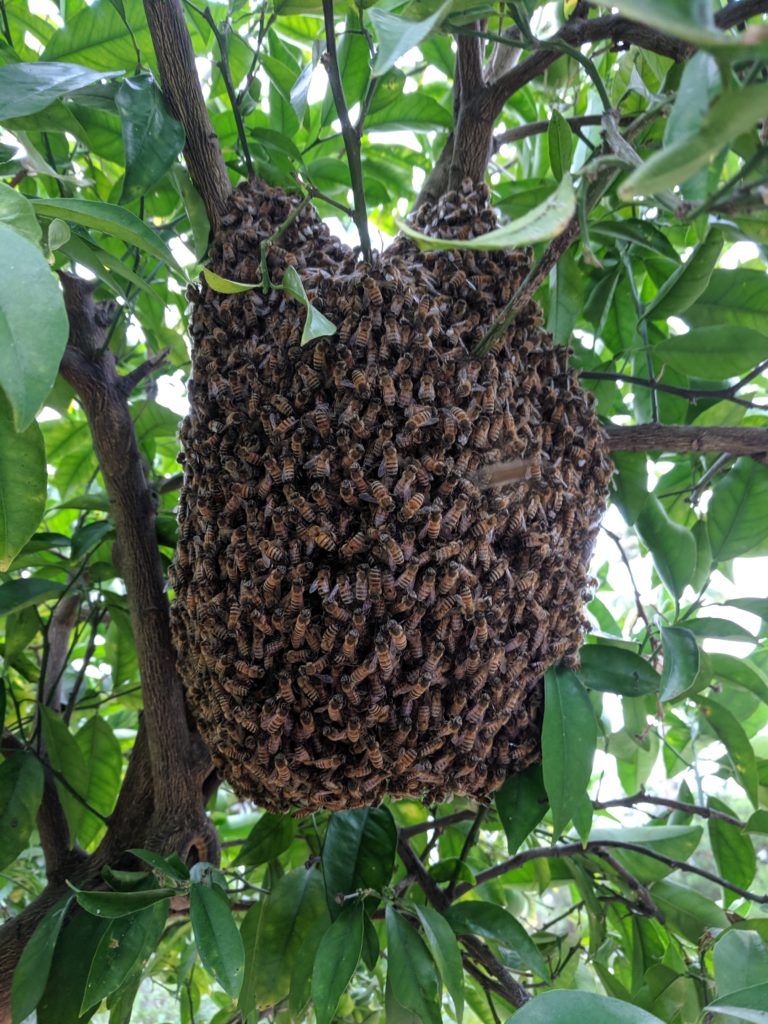 paul stamets bee feeder for free