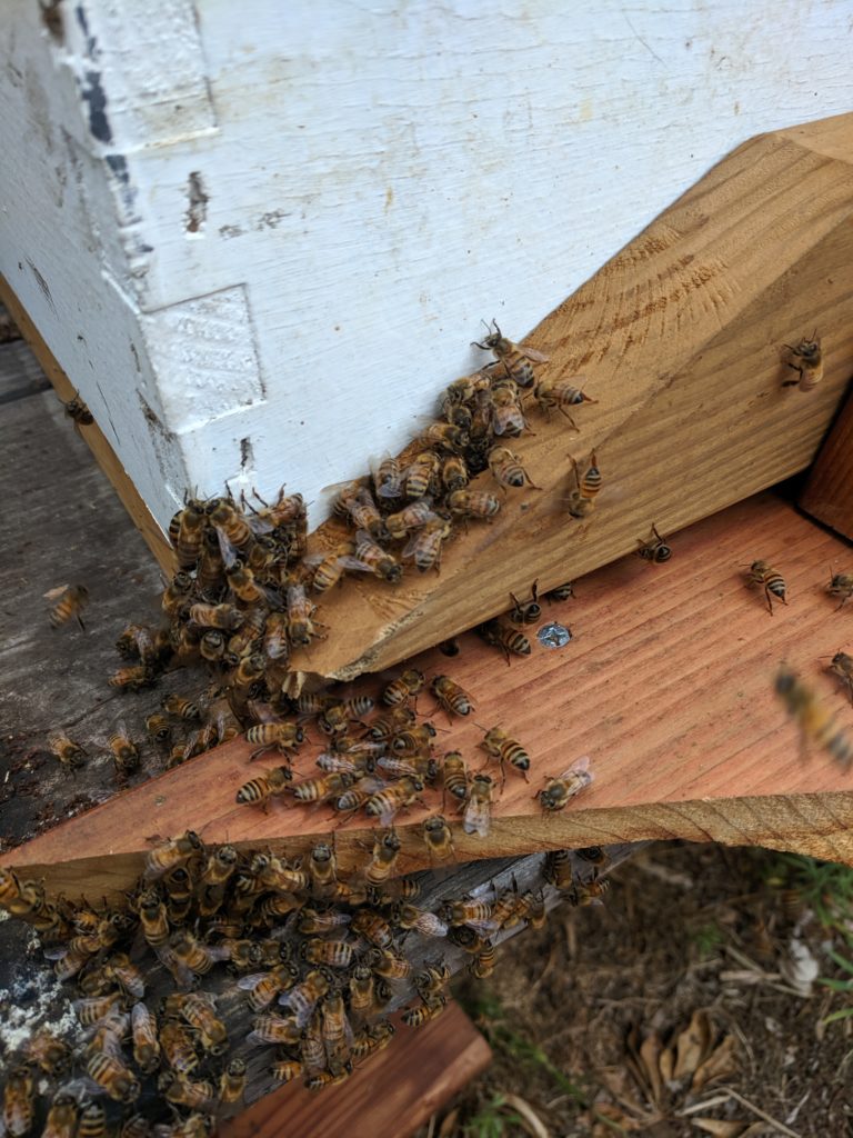 paul stamets bee feeder for free